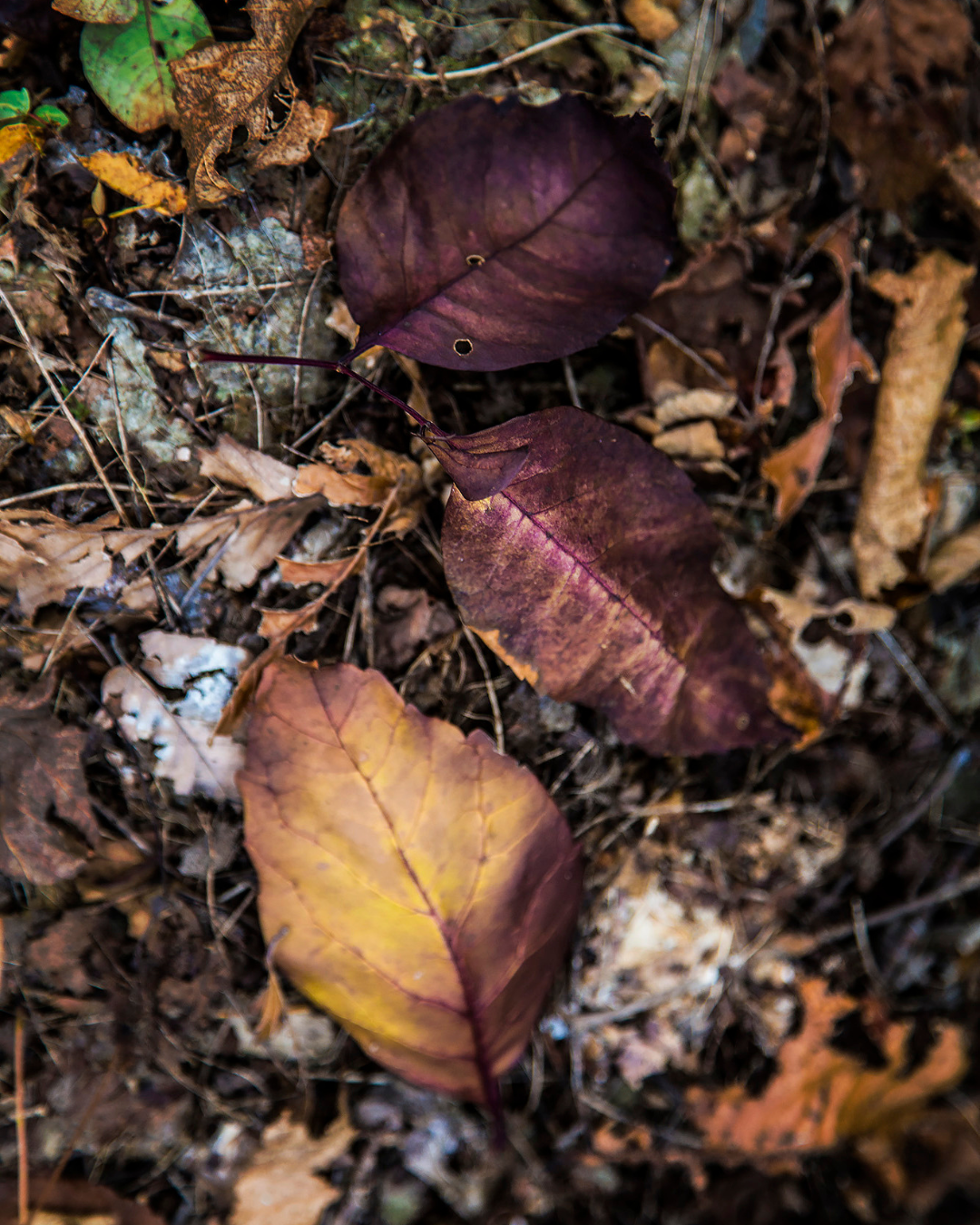 November News from the Perfumery