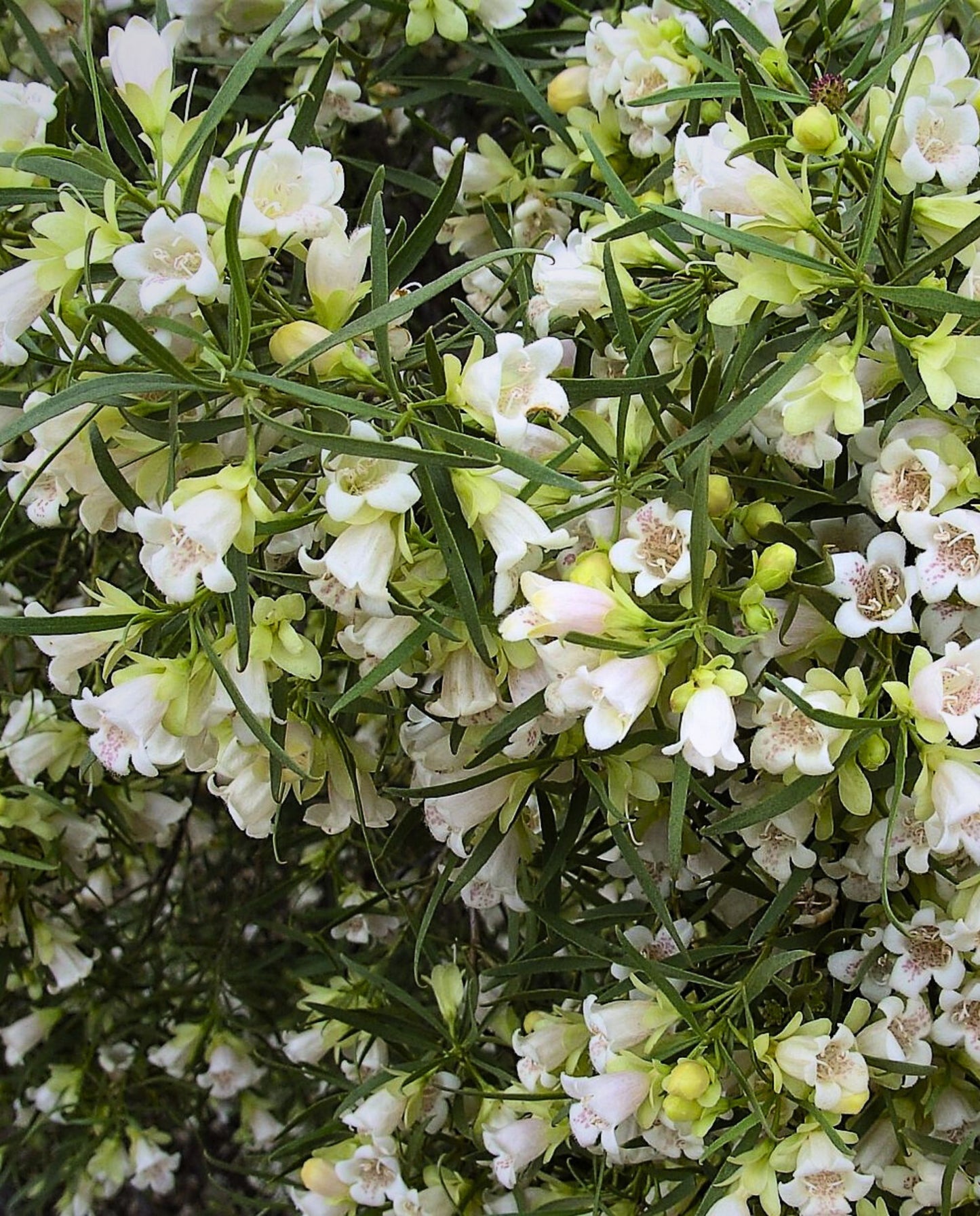 close of of flowers and leaves
