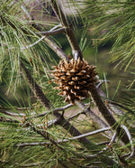 close up of gray pine needles and pine cone