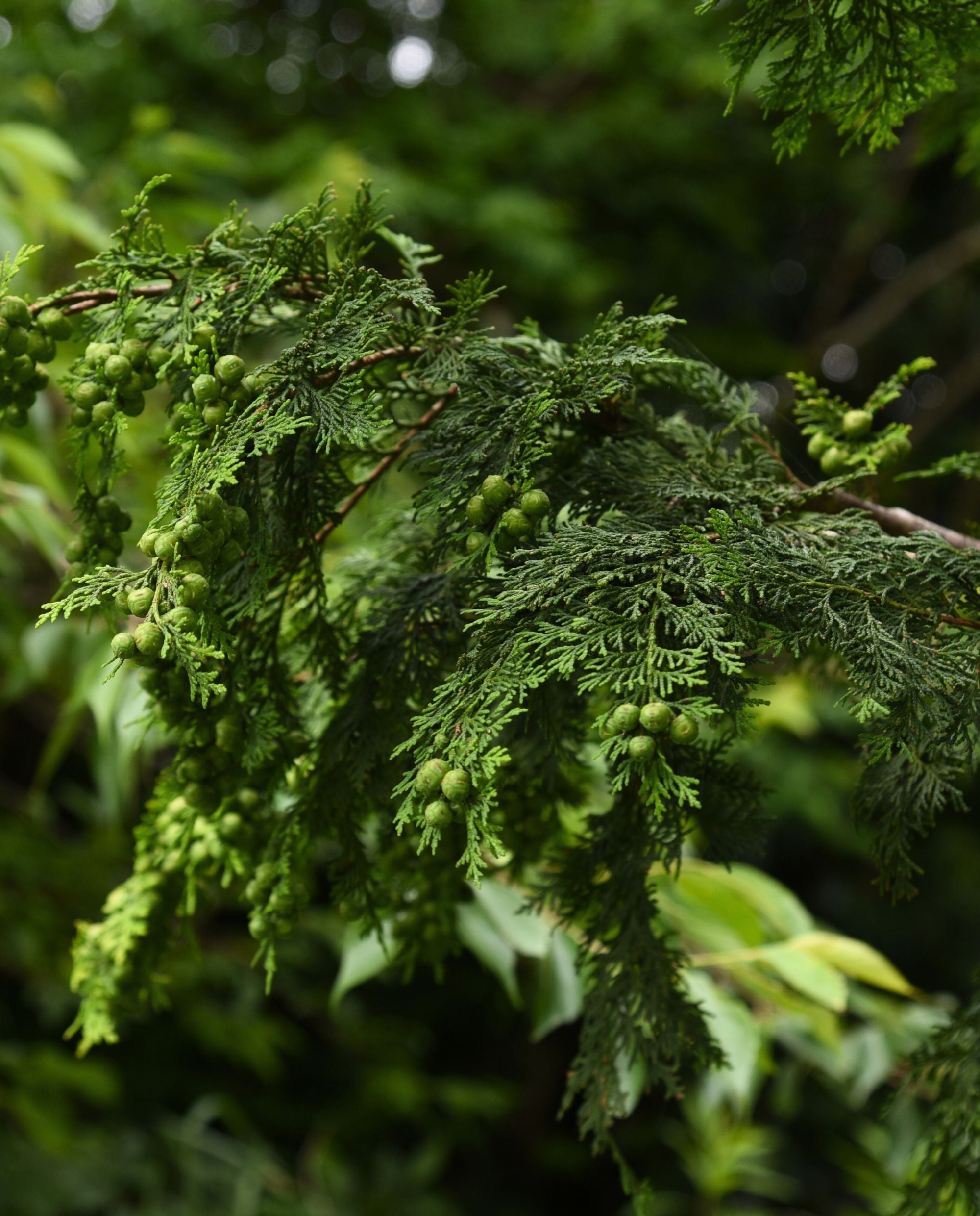 HINOKI | Essential Oil