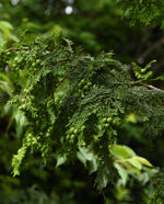 close up of hinoki branch