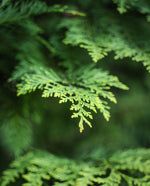 close up of Port Orford cedar leaves