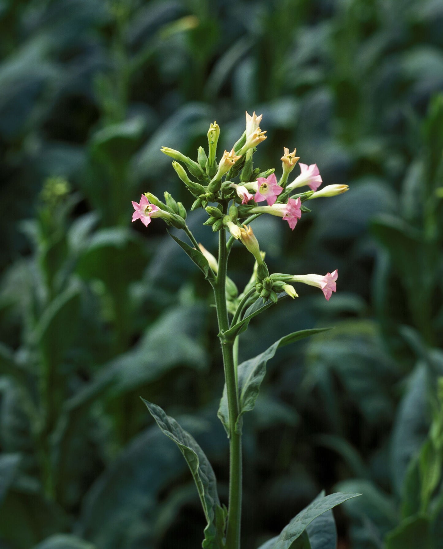 Close up of the pink flowers of a tobacco plant