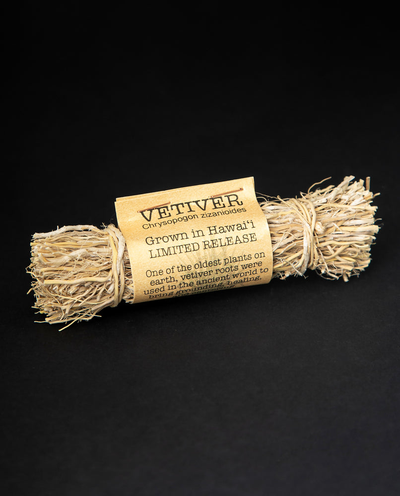 A bundle of dried vetiver roots on black background.