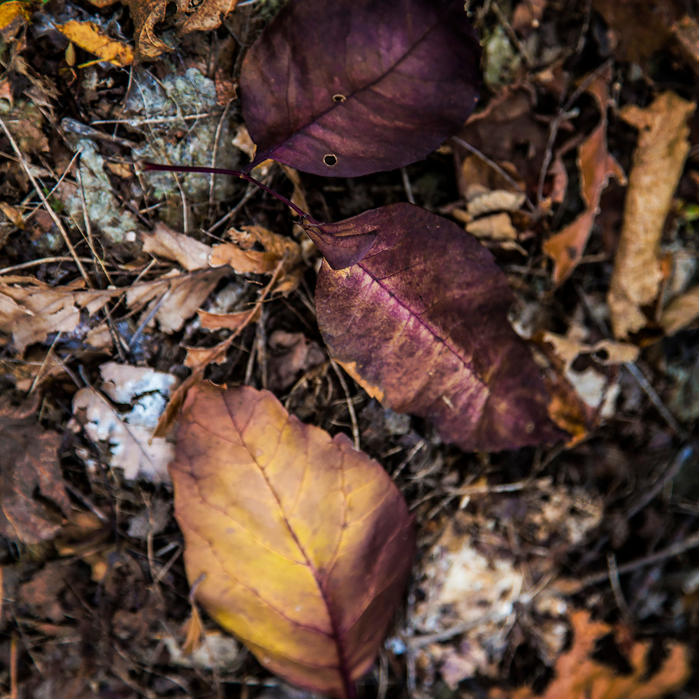 November News from the Perfumery