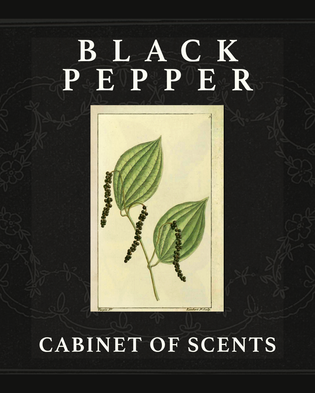 The Cabinet of Scents: Black Pepper
