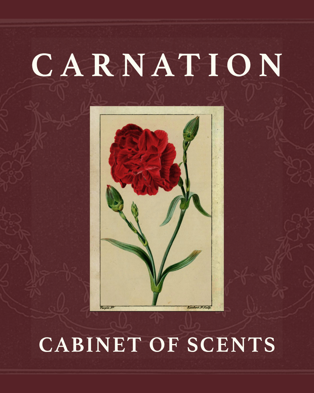 The Cabinet of Scents: Carnation
