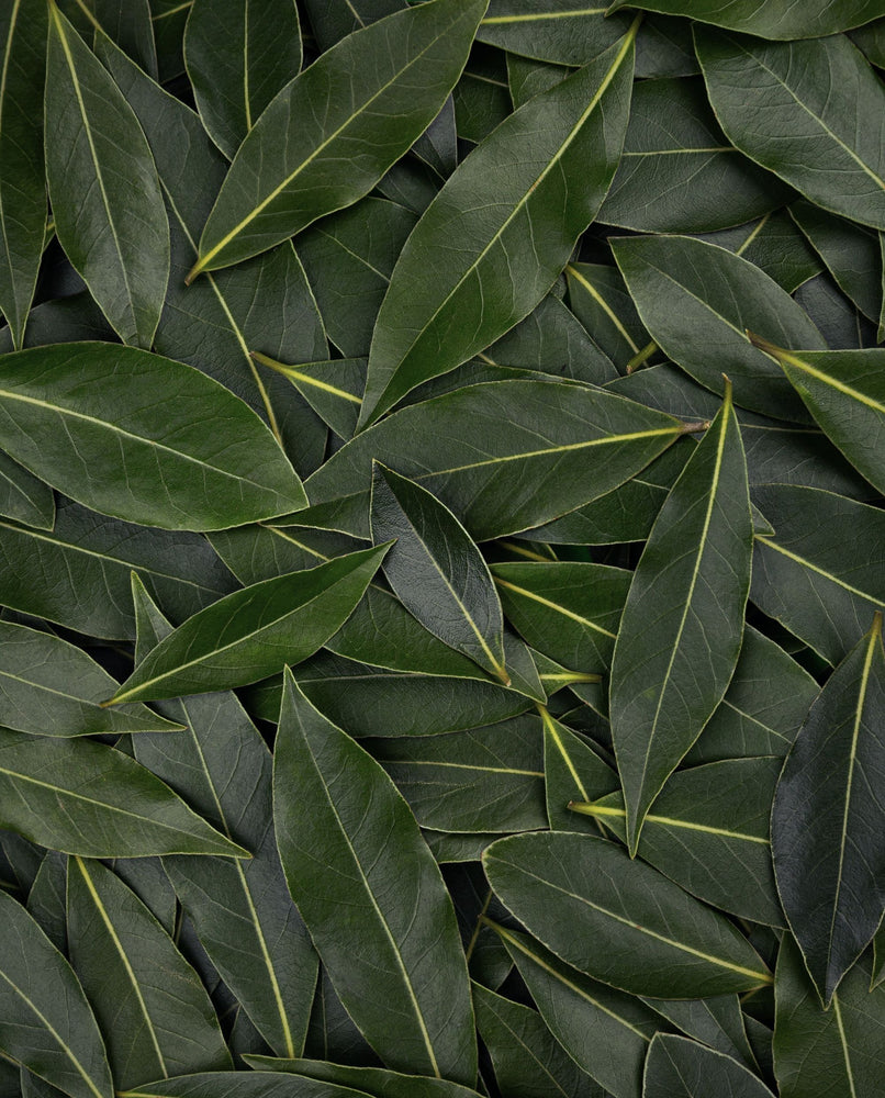 fresh bay laurel leaves scattered and taking up the entire frame