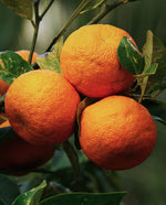 Bunch of 3 bitter oranges hanging from a tree branch