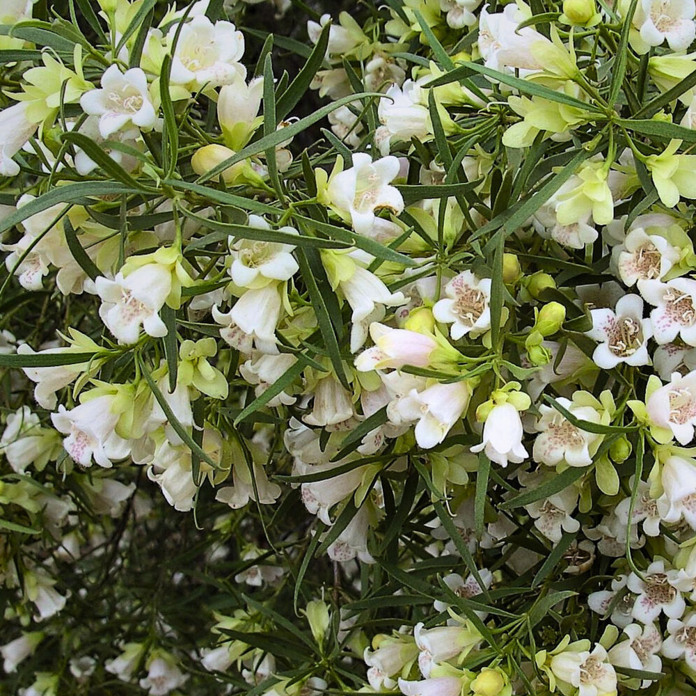 close of of flowers and leaves