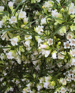 close of of flowers and leaves 