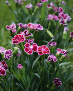 close up of pink carnations in a garden