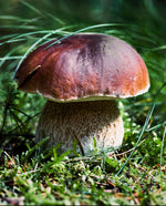 close up of boletus edulis mushroom on the mossy forest floor with long grass surrounding it