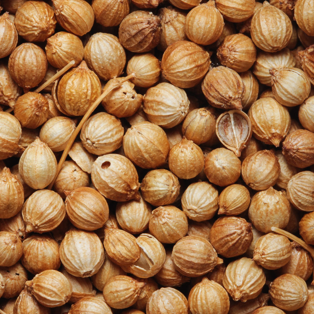 close up of dried coriander seeds