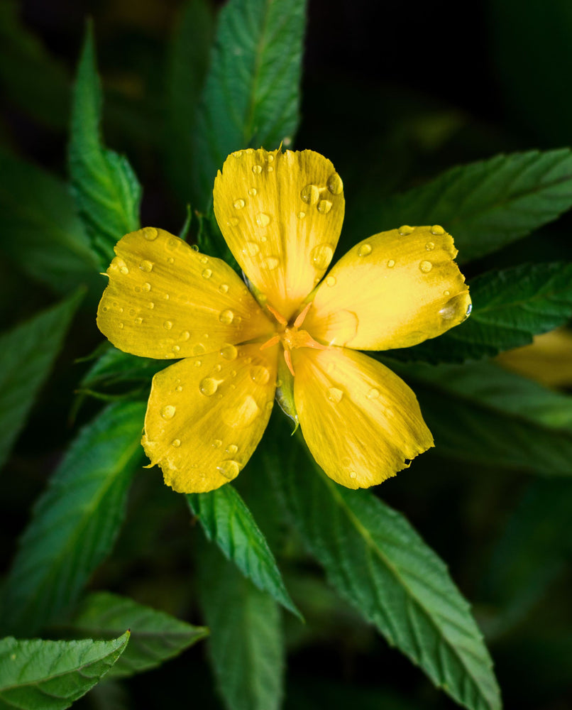 extreme close up of single damiana flower