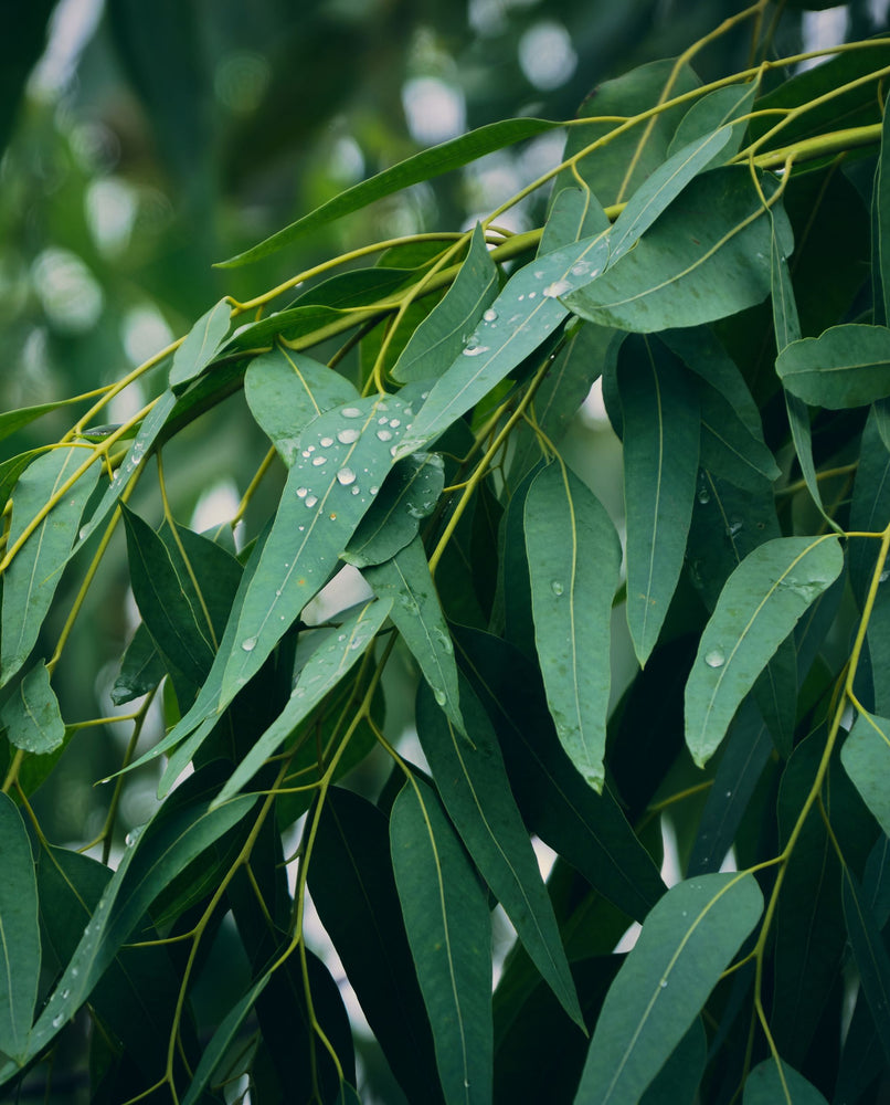 close up of eucalyptus leaves in the wild