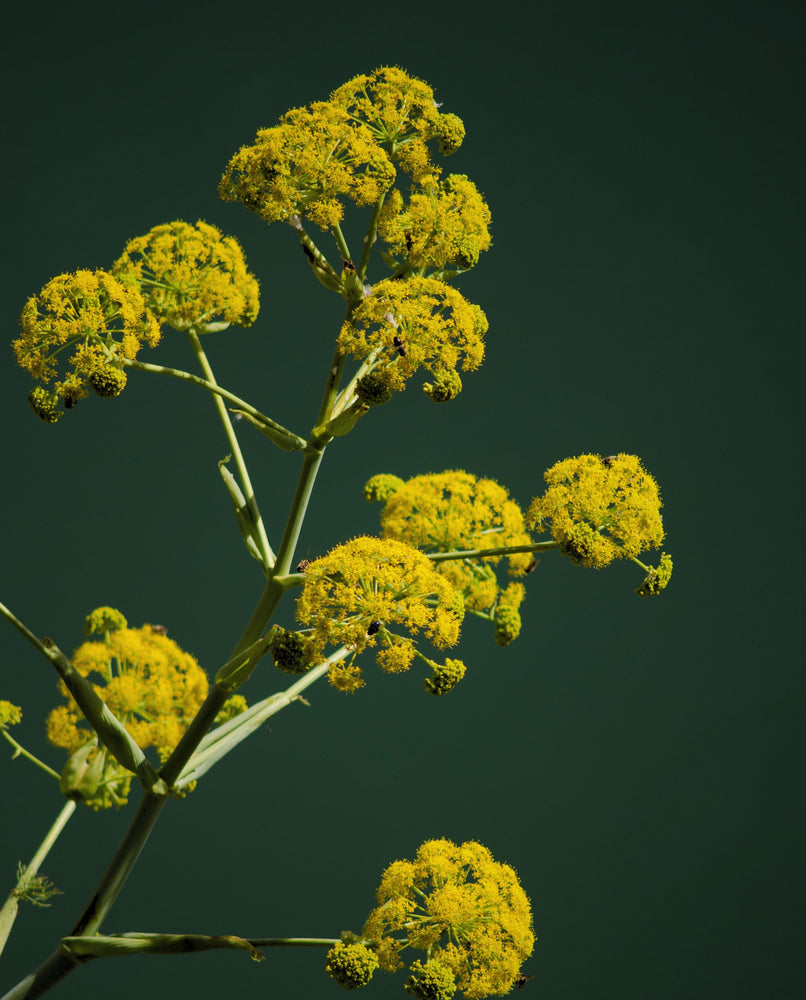 close up of yellow galbanum flowers