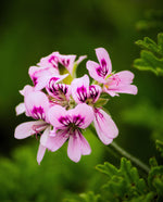 close up of pink geranium flowers
