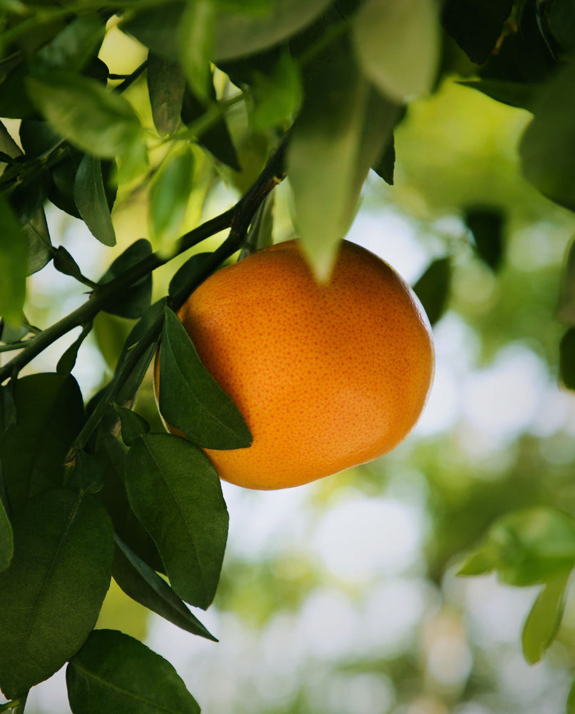 grapefruit hanging from a tree