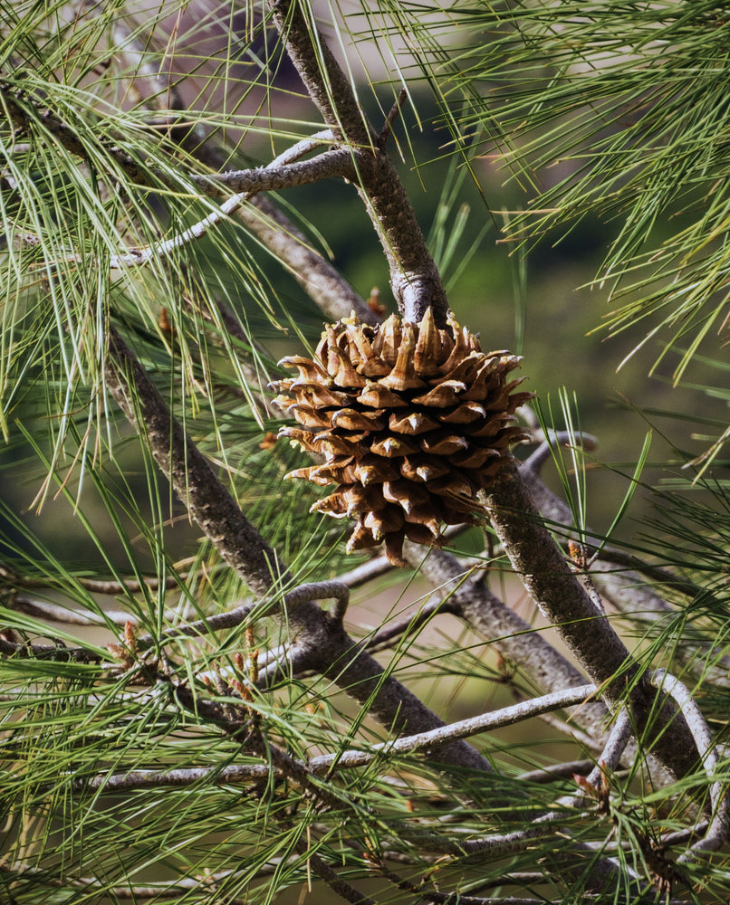 close up of gray pine needles and pine cone