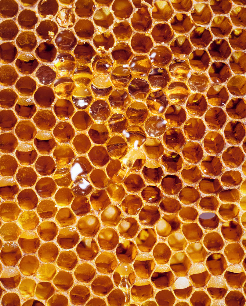 Close up of a honey comb dripping with glistening fresh honey