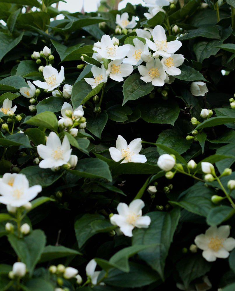 close up of jasmine blossoms in bush