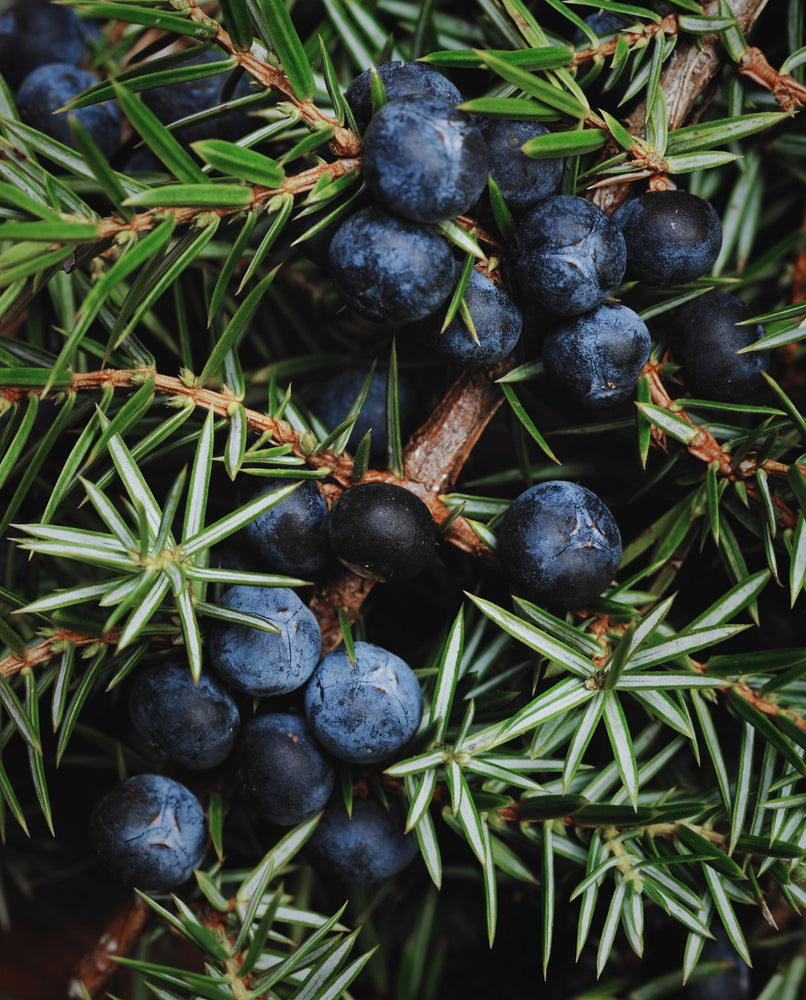 close up of juniper berries