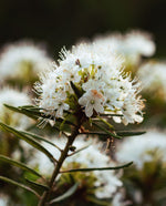 close up of labrador tea flowers