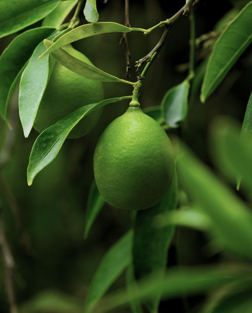 close up of a lime hanging from a lime tree with a leafy foreground and background in soft focus