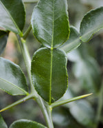 close up of makrut lime leaf against a soft-focus leafy background