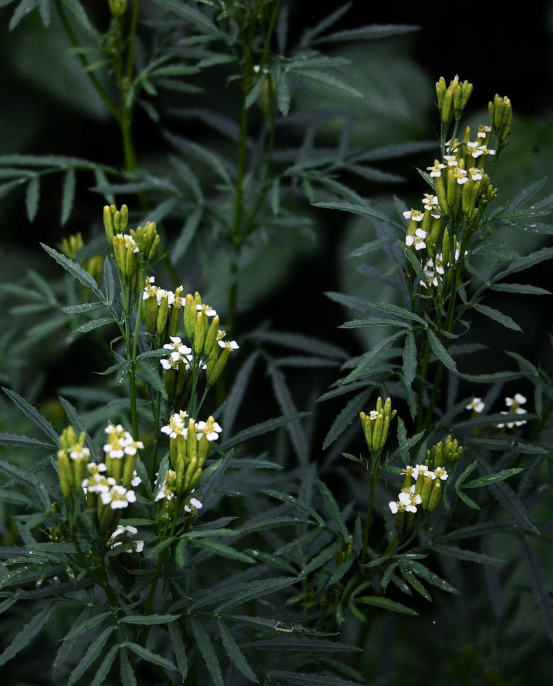 MARIGOLD (TAGETES) | Essential Oil