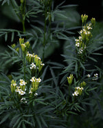 MARIGOLD (TAGETES) ESSENTIAL OIL | Pure Plant Extract