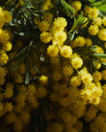 close up of yellow mimosa flowers