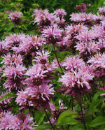 pink bee balm in a garden
