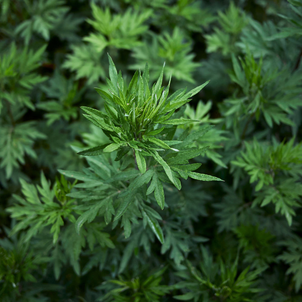 overhead close up of mugwort plant