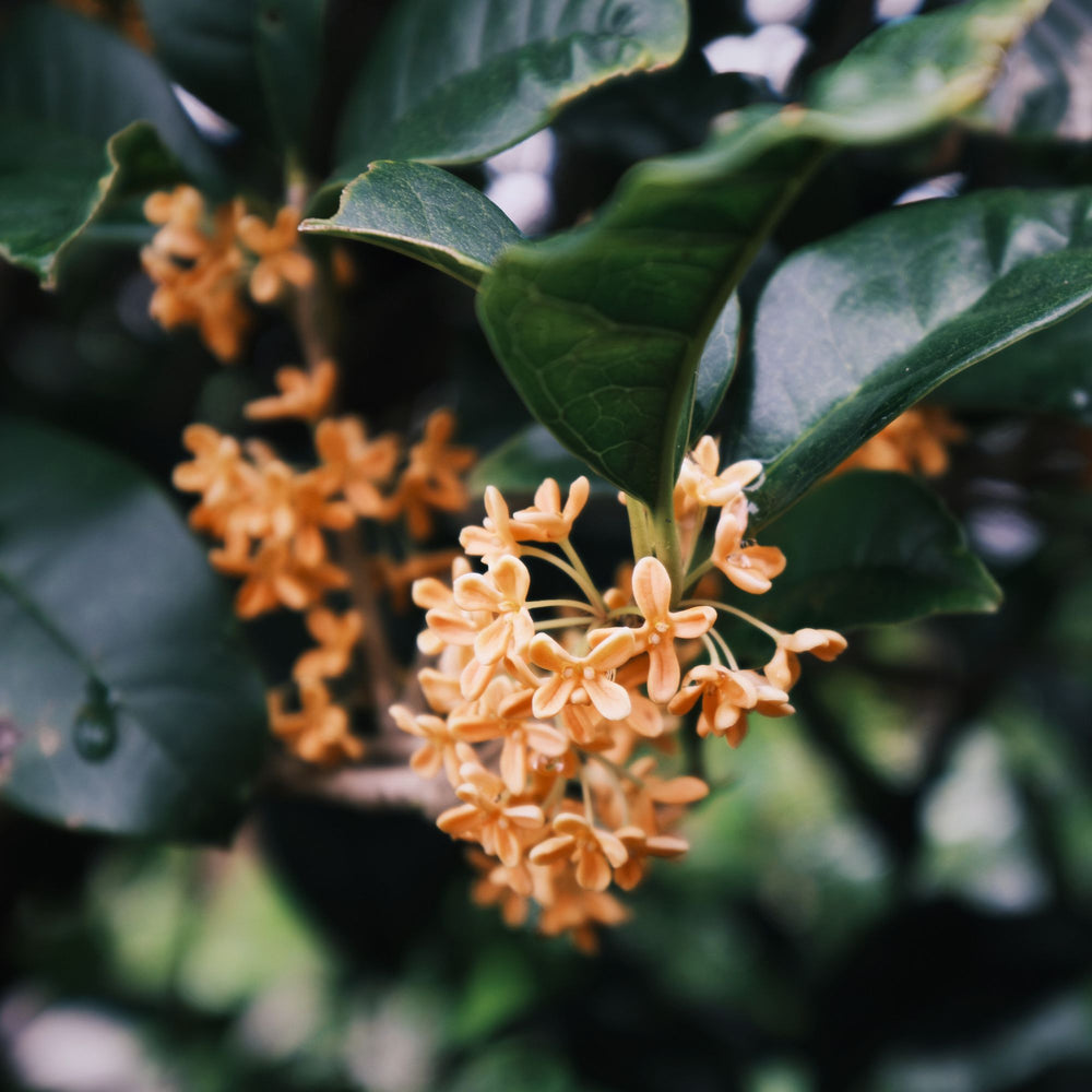 close up of orange osmanthus flowers
