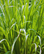 close up of palma rosa grass
