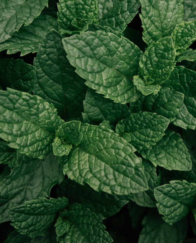 PEPPERMINT ESSENTIAL OIL | Pure Plant Extract