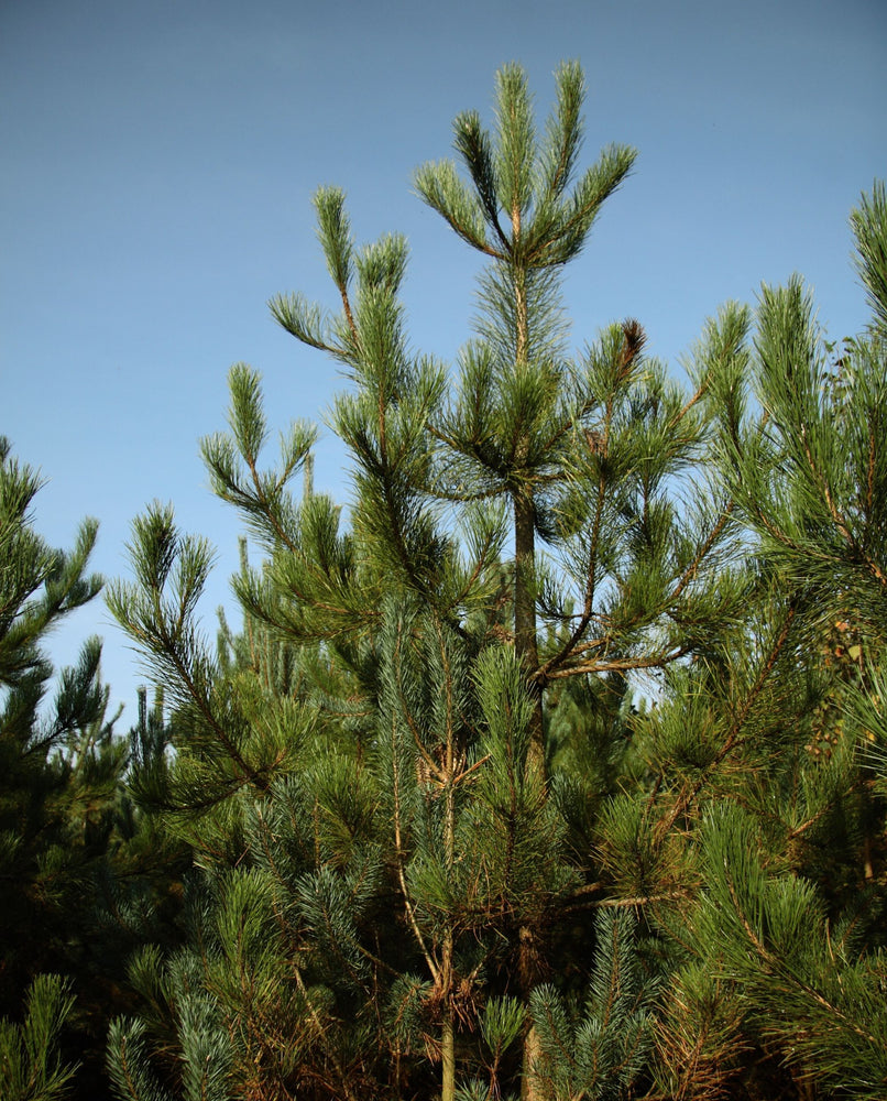 top of a pine tree against a blue sky