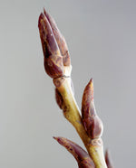 extreme close up of a single poplar bud