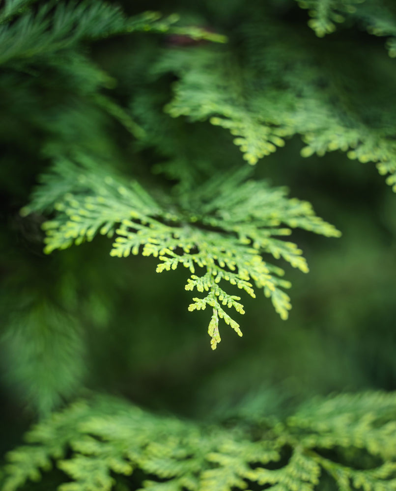 close up of Port Orford cedar leaves