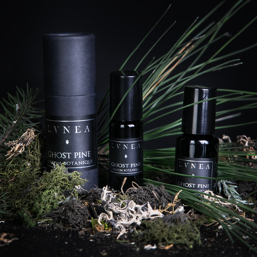 10ml and 20ml black glass rollerball bottles of LVNEA's best-selling 'Ghost Pine' oil-based fragrance, standing next to its black cardboard packaging. They are surrounded by fresh pine needles and moss