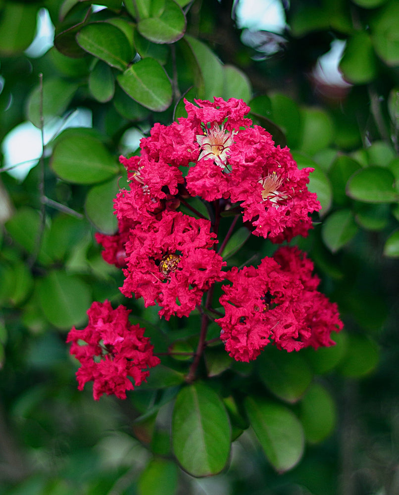 close up of red myrtle flowers