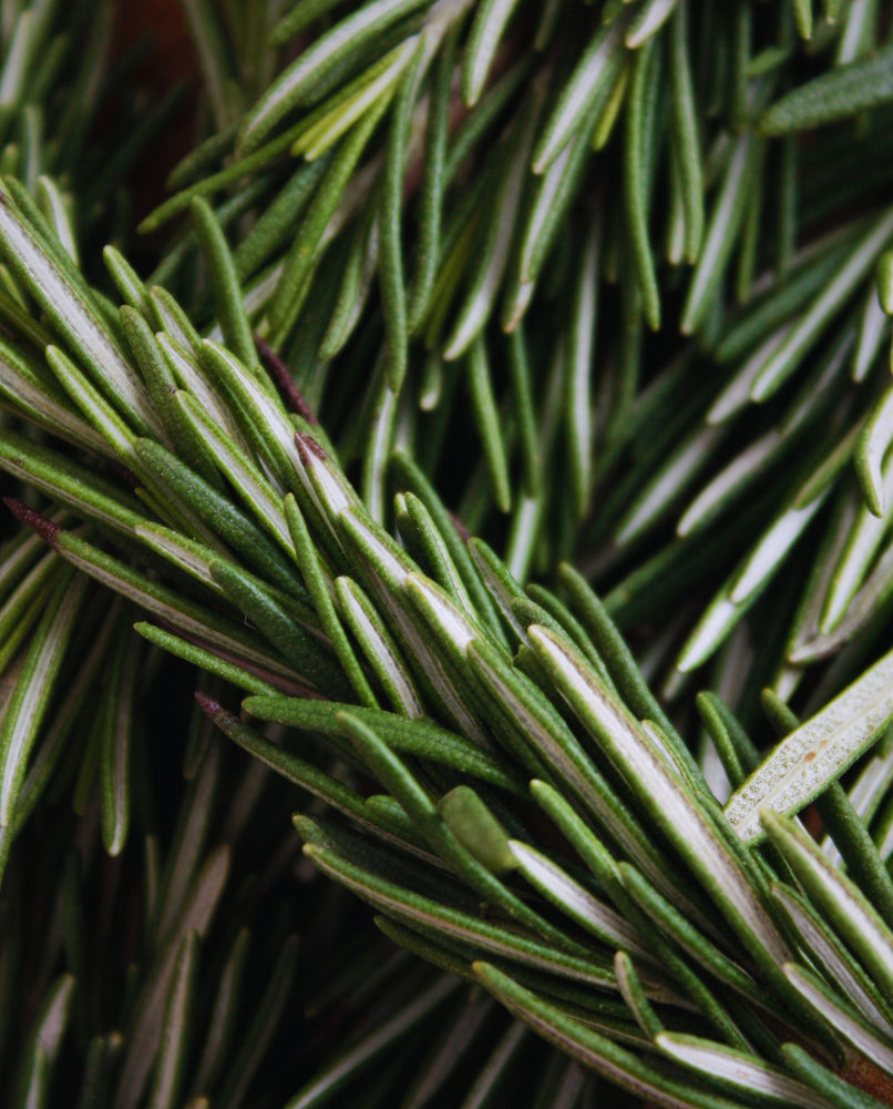 close up of rosemary sprigs