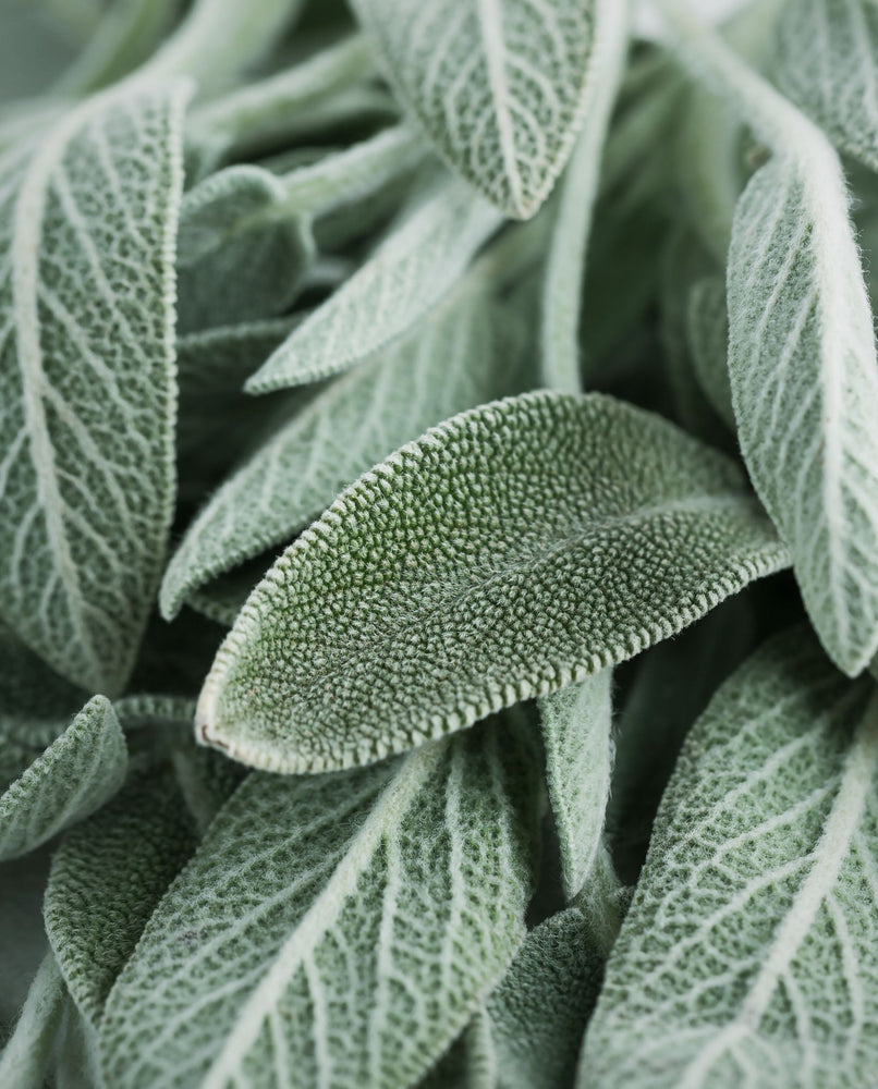 close up of sage leaves