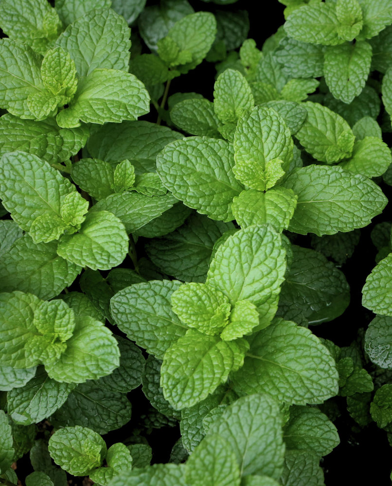 SPEARMINT ESSENTIAL OIL | Pure Plant Extract