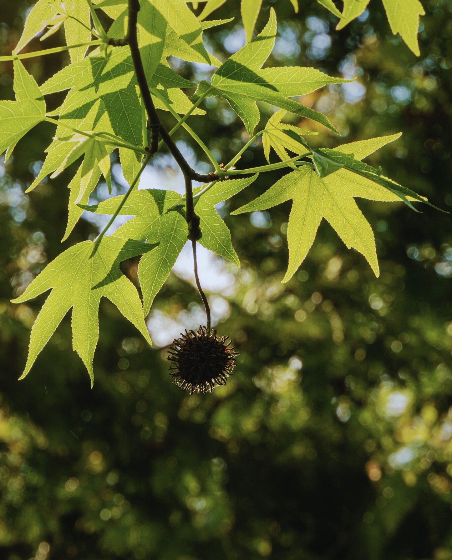 close up of Liquidambar styraciflua