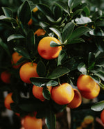 a cluster of sweet oranges and their vibrant green waxy leaves on a tree