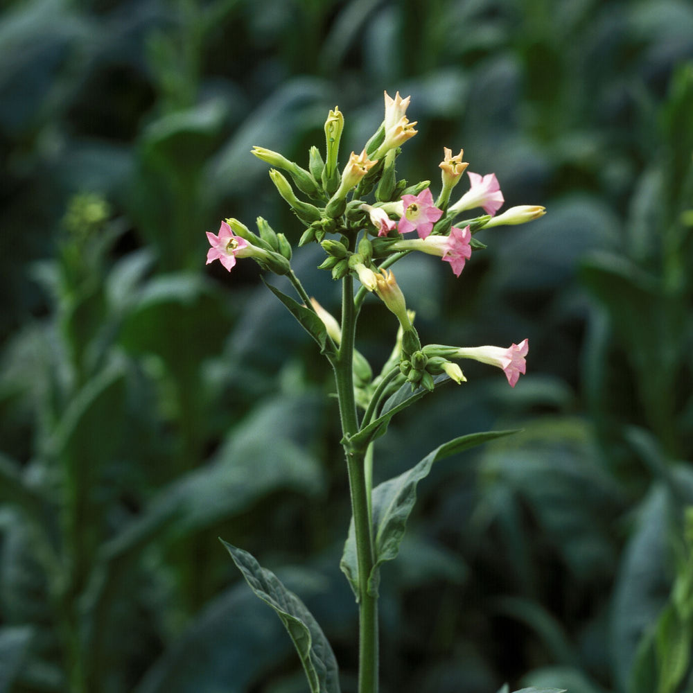 Close up of the pink flowers of a tobacco plant