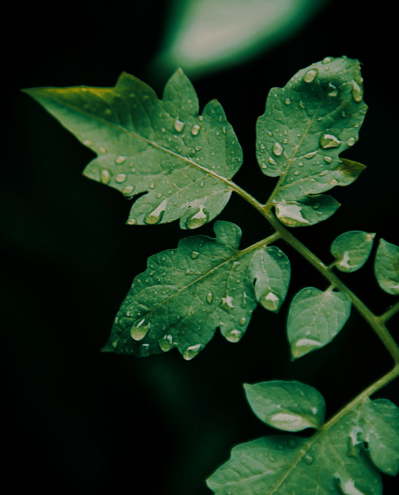 close up of a dewy tomato leaf against a dark out of focus background